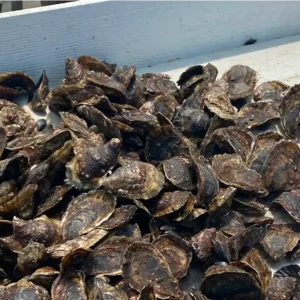 A platter of 50 fresh oysters served on ice, ready to enjoy.