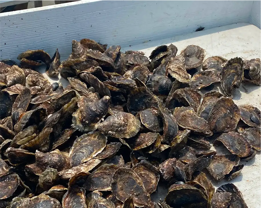 A platter of 50 fresh oysters served on ice, ready to enjoy.