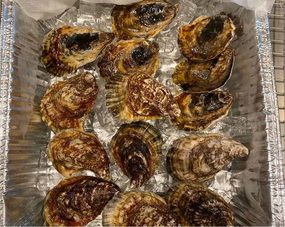 A dozen fresh oysters served on a platter, perfect for seafood lovers.