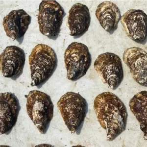 Half a dozen fresh oysters served on a platter, perfect for seafood lovers.