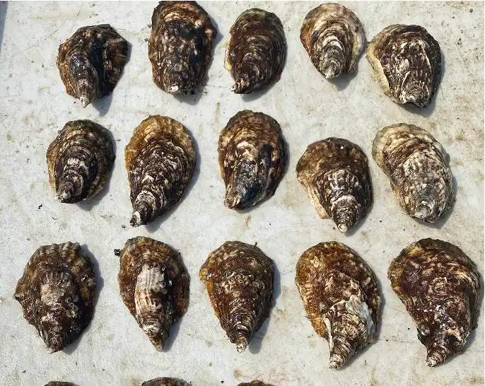 Half a dozen fresh oysters served on a platter, perfect for seafood lovers.